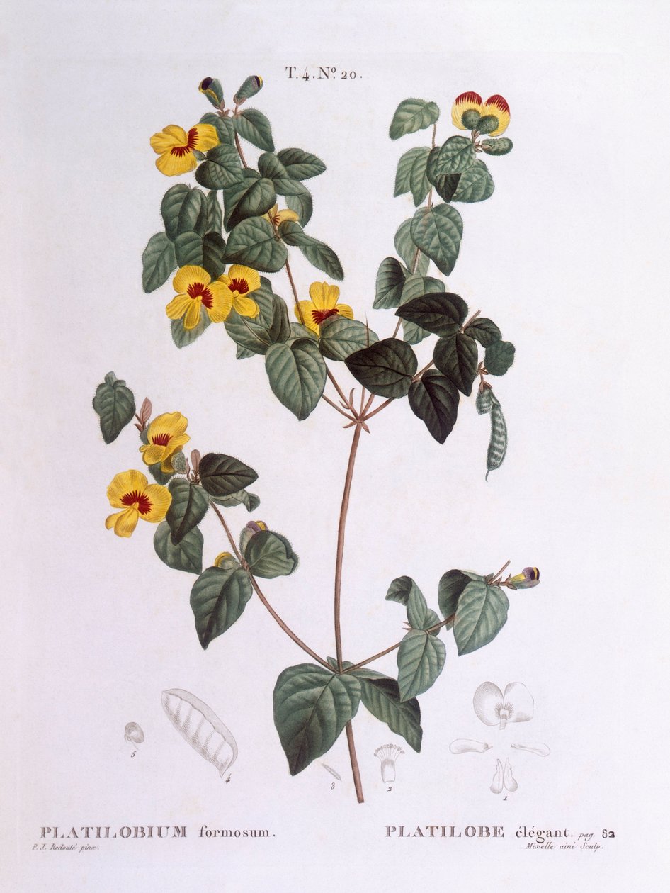 Schöne Flach-Erbse, botanische Tafel von Pierre Joseph Redouté von Pierre Joseph Redouté