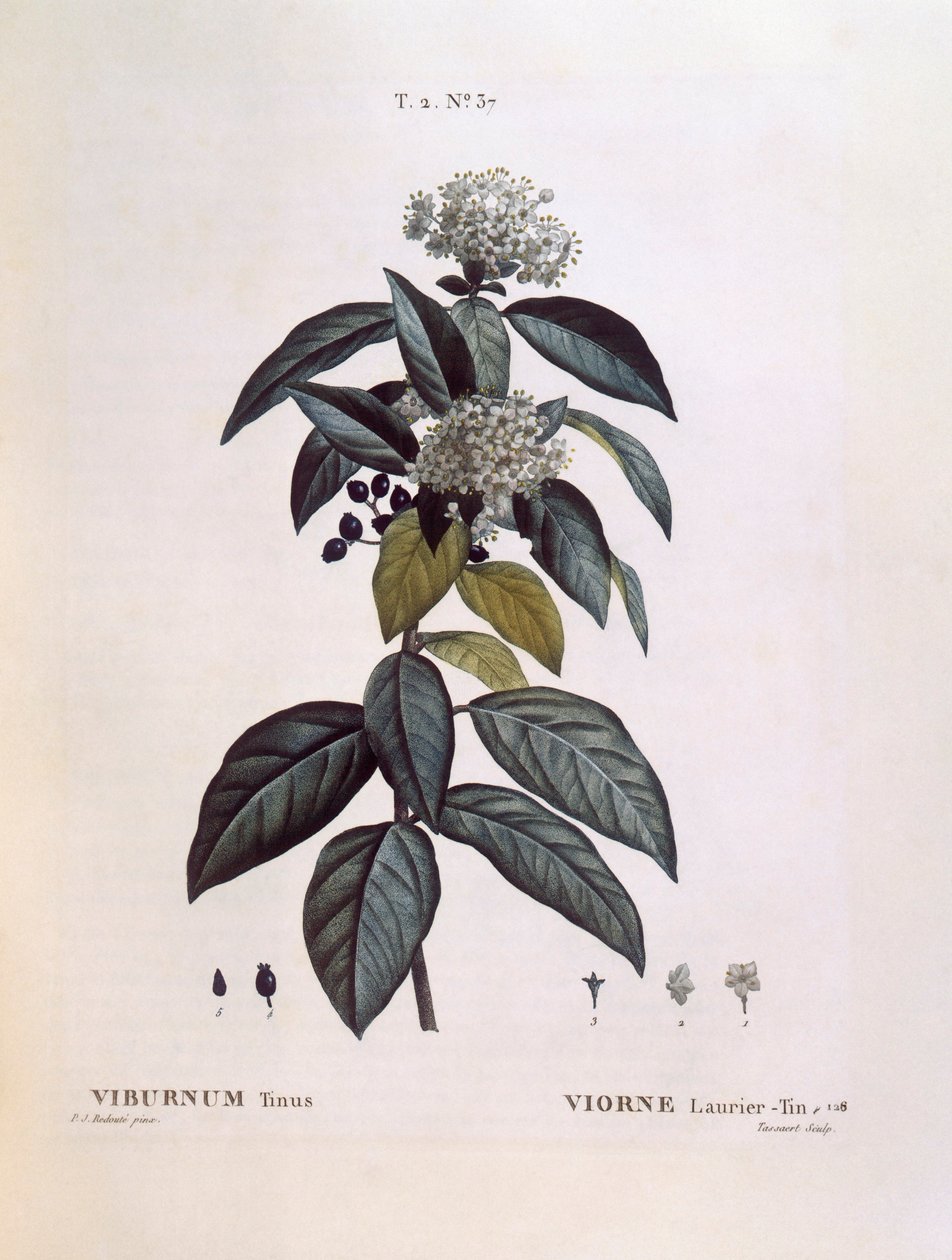 Lorbeer-Schneeball (Viburnum tinus), botanische Tafel von Pierre Joseph Redouté von Pierre Joseph Redouté