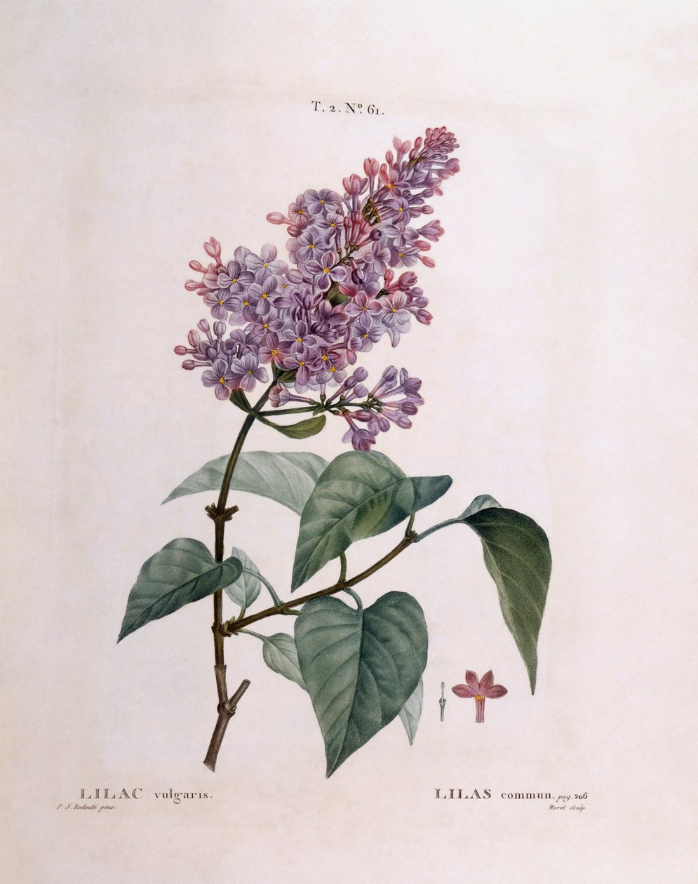 Flieder (Syringa vulgaris), botanische Tafel von Pierre Joseph Redouté von Pierre Joseph Redouté