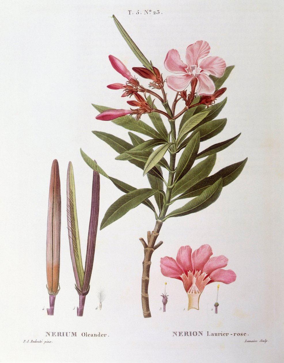 Oleander (Nerium oleander), botanische Tafel von Pierre Joseph Redouté von Pierre Joseph Redouté