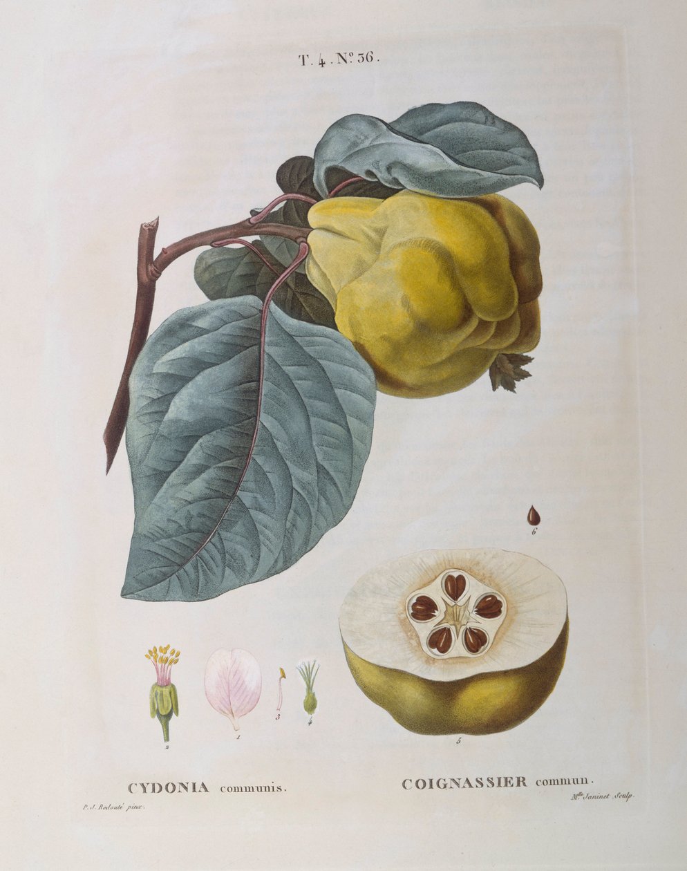 Quitte (Cydonia communis), botanische Tafel von Pierre Joseph Redouté von Pierre Joseph Redouté
