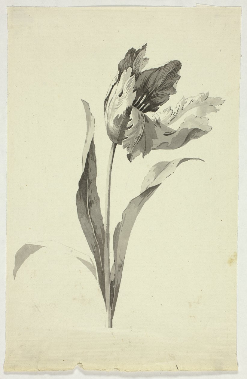 Tulpe von Pierre Antoine Mongin