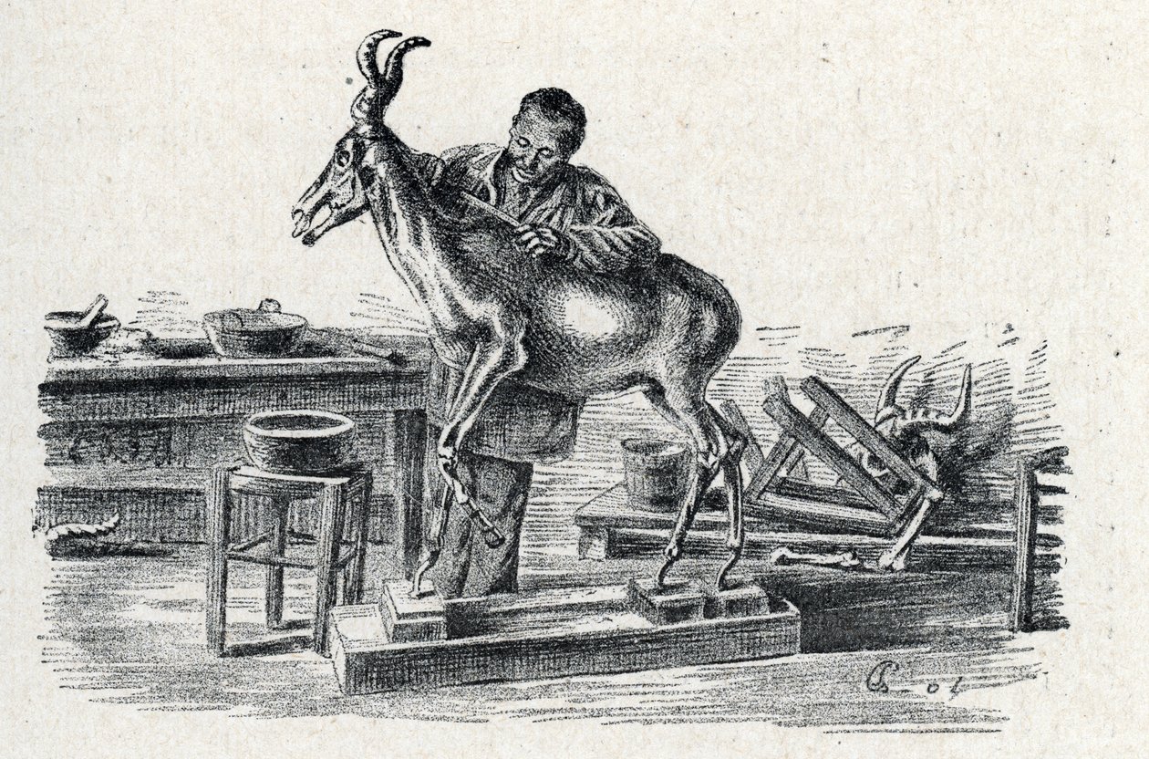 Präparation: Ein Präparator stopft ein Hartebeest in seiner Werkstatt, Gravur aus "Exkursion durch die Berufe" von Pierre Calmette, Privatsammlung von Pierre Calmettes