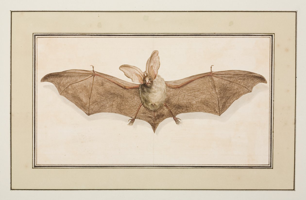Braunes Langohr, ca. 1755-65 von Pierre Francois Ledoulx