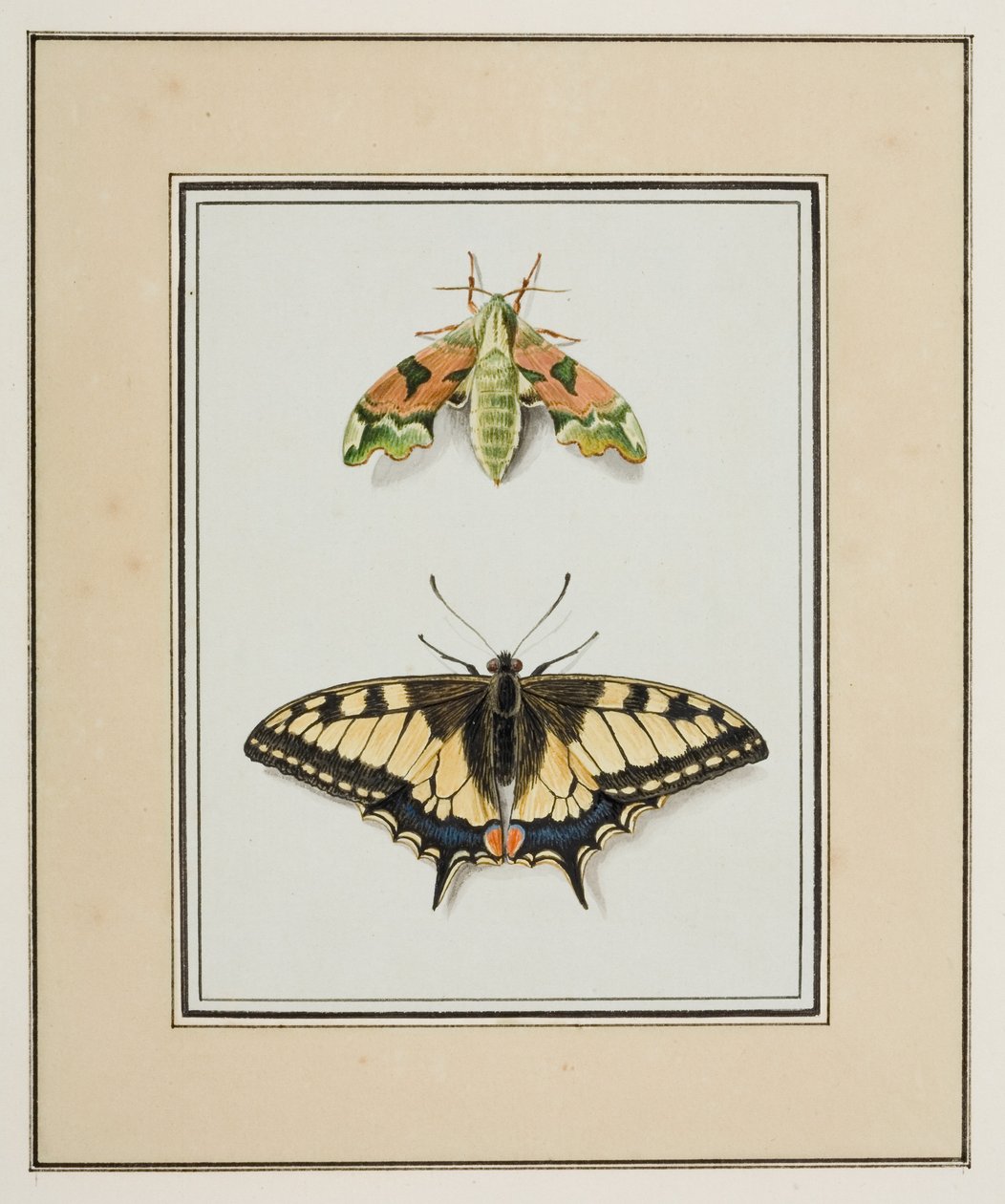 Schwärmer und Schwalbenschwanz, ca. 1755-65 von Pierre Francois Ledoulx