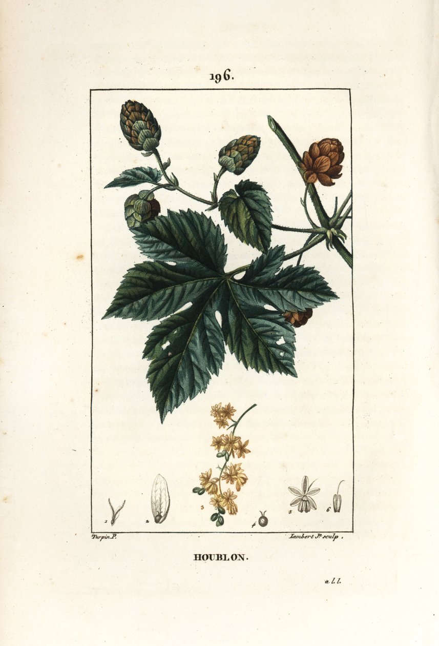 Kletterhopfen - Hopfen, Humulus lupulus von Pierre Jean Francois Turpin
