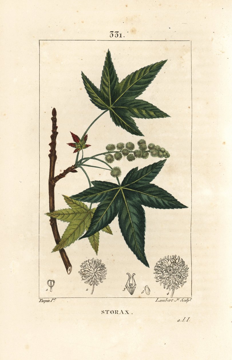 Copalm von Amerika oder Liquidambar, Liquidambar styraciflua von Pierre Jean Francois Turpin