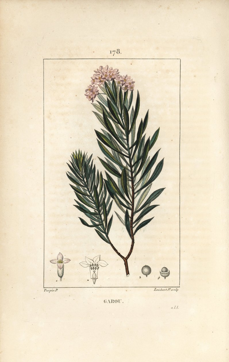 Seidelbast von Pierre Jean Francois Turpin