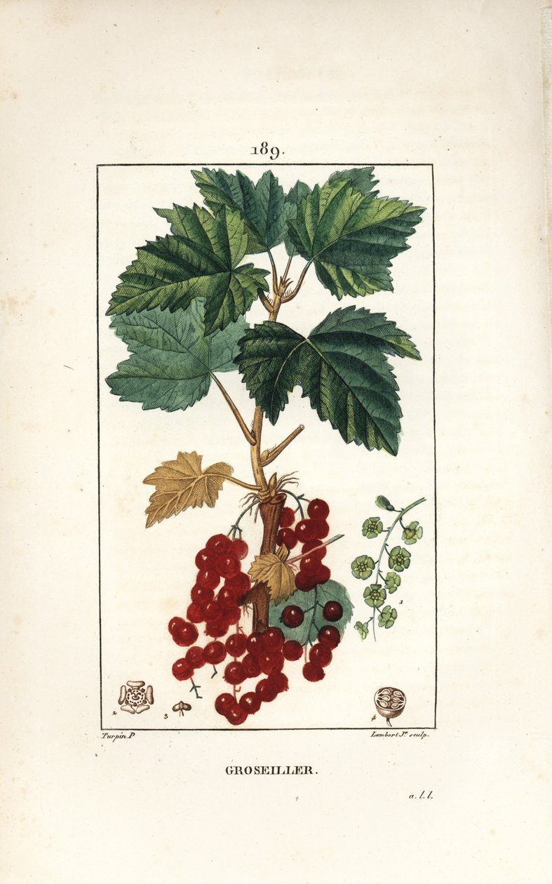 Johannisbeere - Rote Johannisbeere, Ribes rubrum, mit Blatt, Stiel, Frucht und Blume von Pierre Jean Francois Turpin