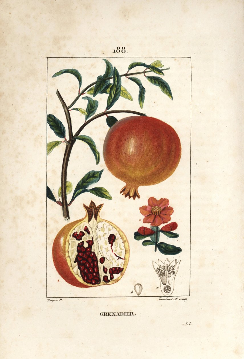 Granatapfelbaum, Punica granatum, mit Blatt, Blüte, Frucht und Querschnitt durch die Frucht, die Samen zeigt. Handkolorierte Punktkupferstich von Lambert Junior nach einer Zeichnung von Pierre Jean-Francois Turpin aus Chaumeton, Poiret und Chamberet