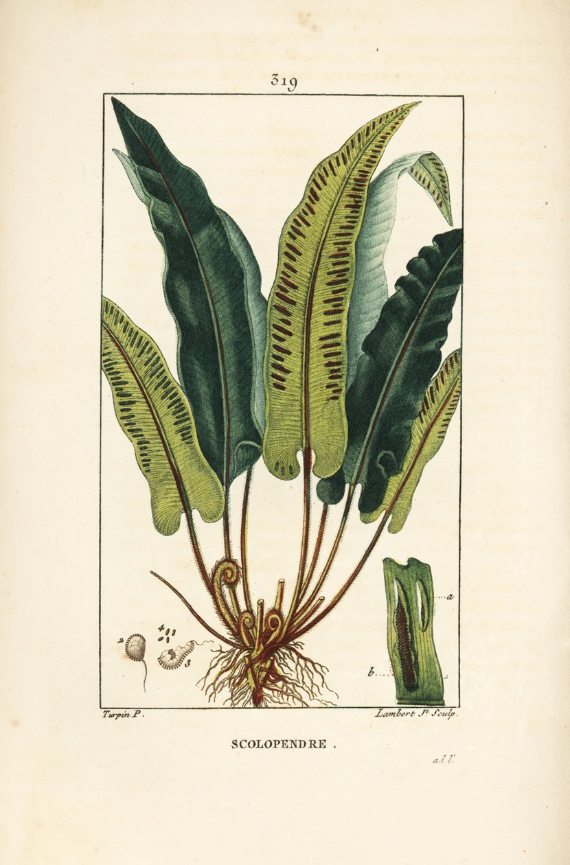 Hirschzungenfarn, Asplenium scolopendrium, mit Blatt, Samen und Wurzel von Pierre Jean Francois Turpin