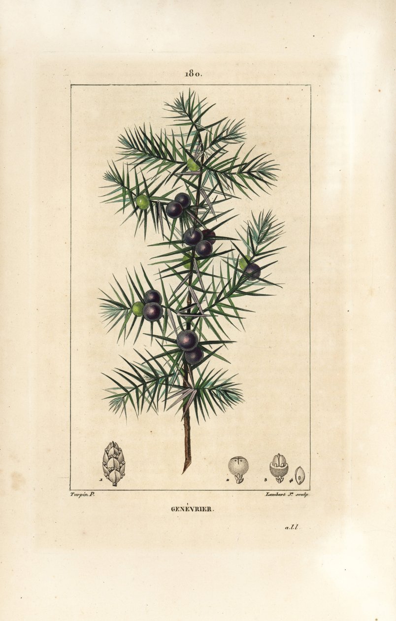 Wacholderbaum, Juniperus vulgaris, zeigt Blatt, Beere und Stiel von Pierre Jean Francois Turpin