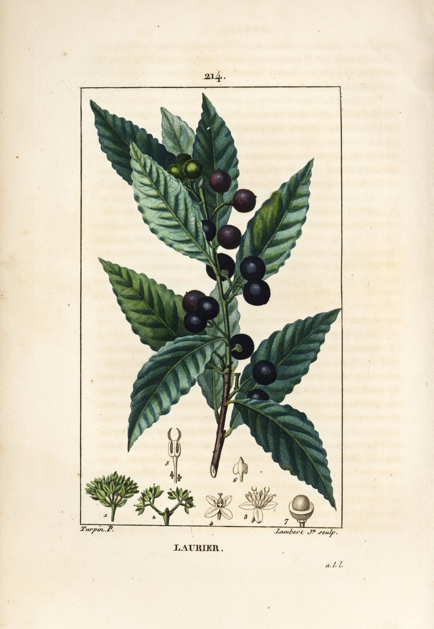 Lorbeerbaum, Laurus nobilis, mit Blatt, Beere und Samen von Pierre Jean Francois Turpin
