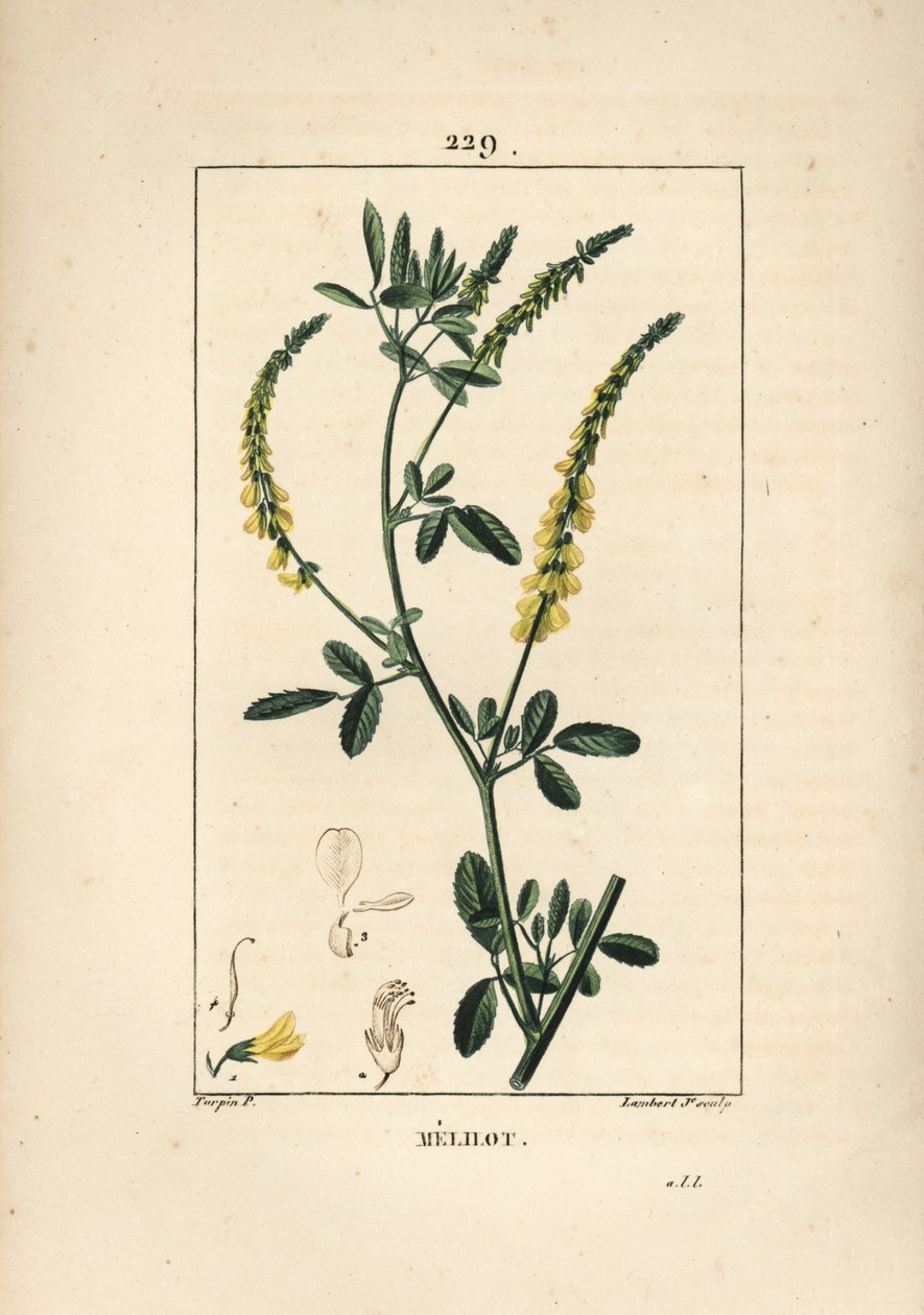 Gelber Steinklee von Pierre Jean Francois Turpin