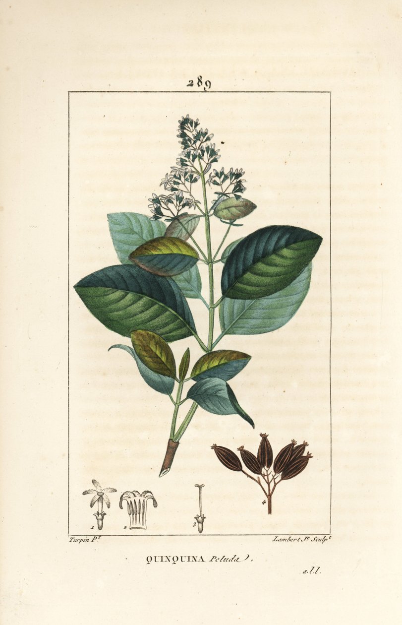Michurago oder Affenfrucht, Ladenbergia macrocarpa (Cinchona ovalifolia), mit Blume, Blatt, Stiel und Samen von Pierre Jean Francois Turpin