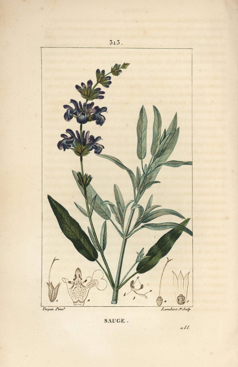 Salbei officinale - Echter Salbei, Salvia officinalis, mit Blüte, Blatt, Stängel und Samen von Pierre Jean Francois Turpin