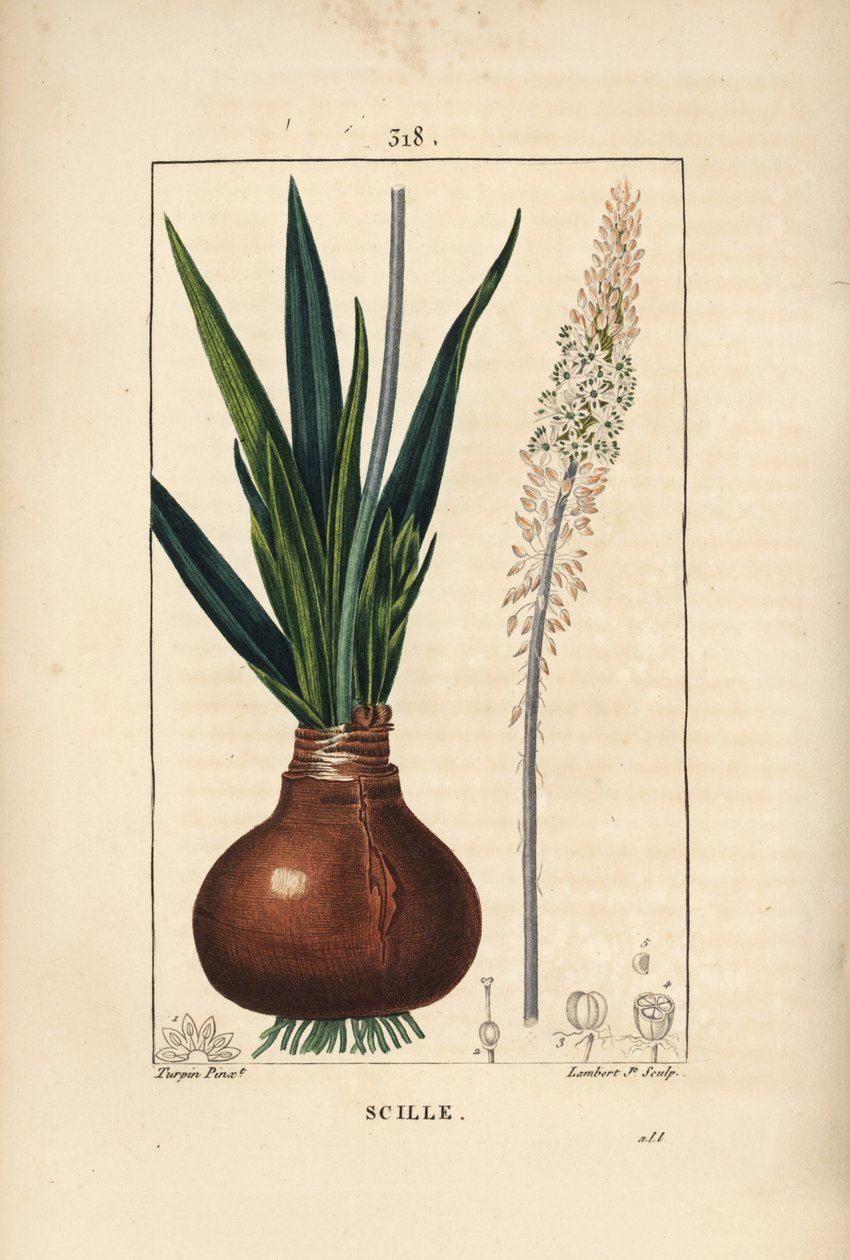 Meerzwiebel, Drimia maritima, mit Zwiebel, Blatt, Stängel und Blüte. Handkolorierter Kupferstich von Lambert Junior nach einer Zeichnung von Pierre Jean-François Turpin aus Chaumeton, Poiret und Chamberet
