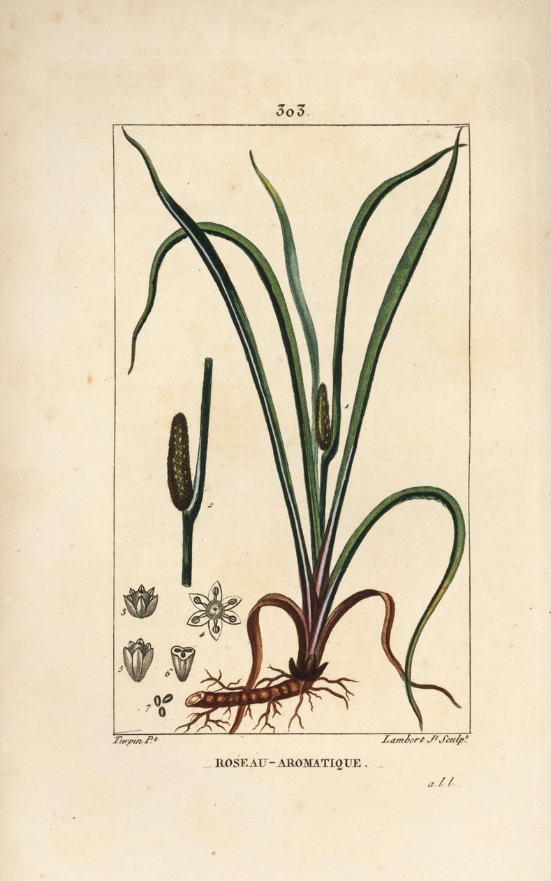 Kalmus, Acorus calamus, mit Samen, Blatt und Wurzel von Pierre Jean Francois Turpin