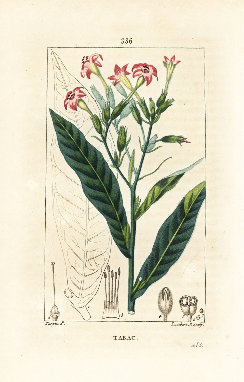 Tabak von Pierre Jean Francois Turpin