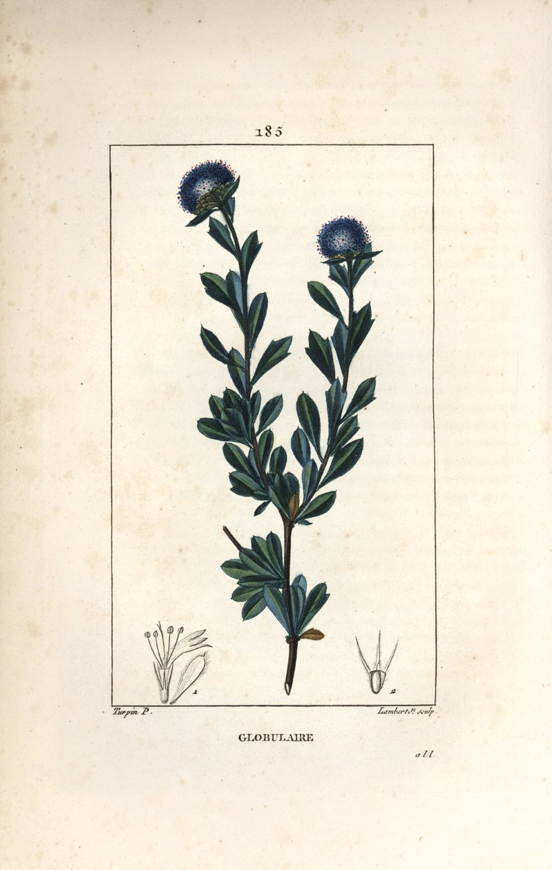 Verschiedene Kugelblumen - Dreizahn-Kugelblume, Globularia fruticosa von Pierre Jean Francois Turpin