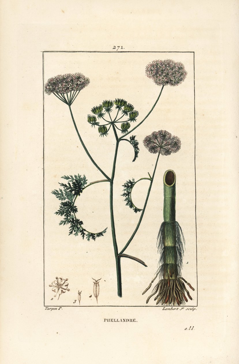 Wasserschierling, Oenanthe aquatica, mit Blüte, Blatt, Stängel und Wurzel. Handkolorierter Kupferstich von Lambert Junior nach einer Zeichnung von Pierre Jean-Francois Turpin aus Chaumeton, Poiret und Chamberet