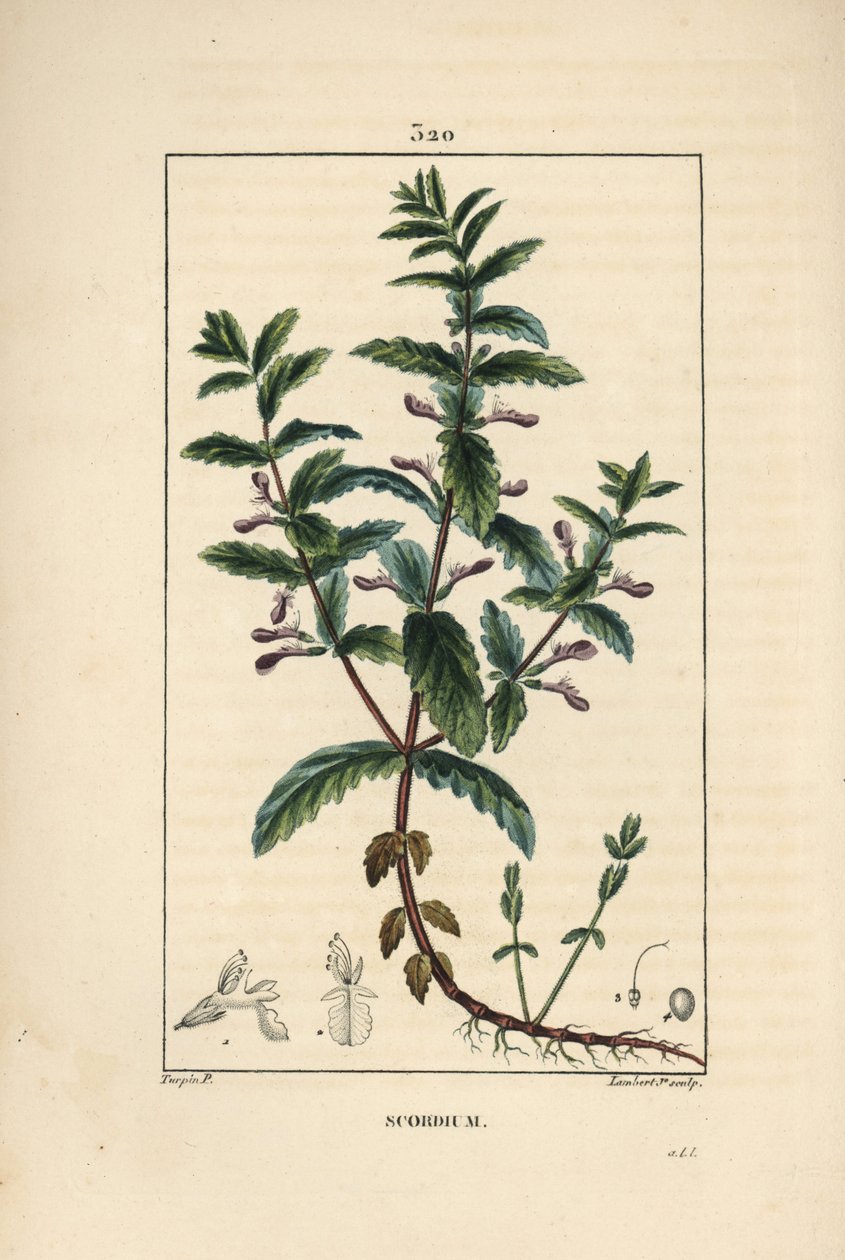 Wassergamander - Teucrium scordium, zeigt Blume, Blatt, Stängel und Wurzeln. Handkolorierter Kupferstich von Lambert Junior nach einer Zeichnung von Pierre Jean-Francois Turpin aus Chaumeton, Poiret und Chamberet