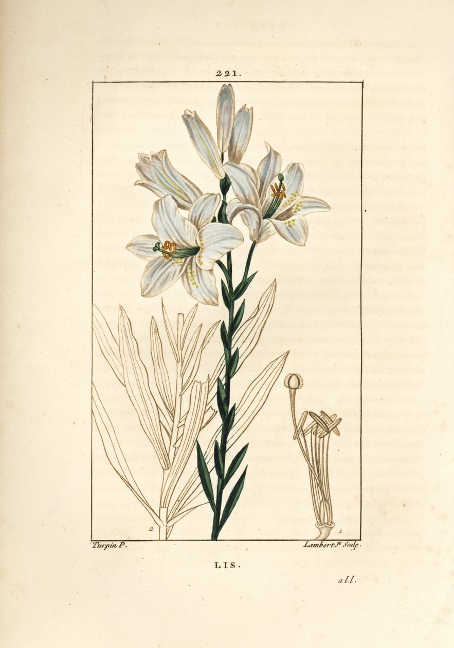 Weiße Lilie, Lilium candidum. Handkolorierter Kupferstich von Lambert Junior nach einer Zeichnung von Pierre Jean-Francois Turpin aus Chaumeton, Poiret und Chamberet