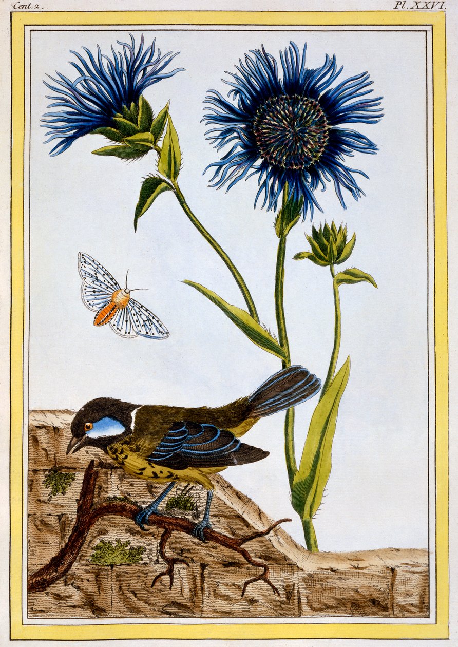 Kornblume, veröffentlicht 1776 von Pierre Joseph Buchoz
