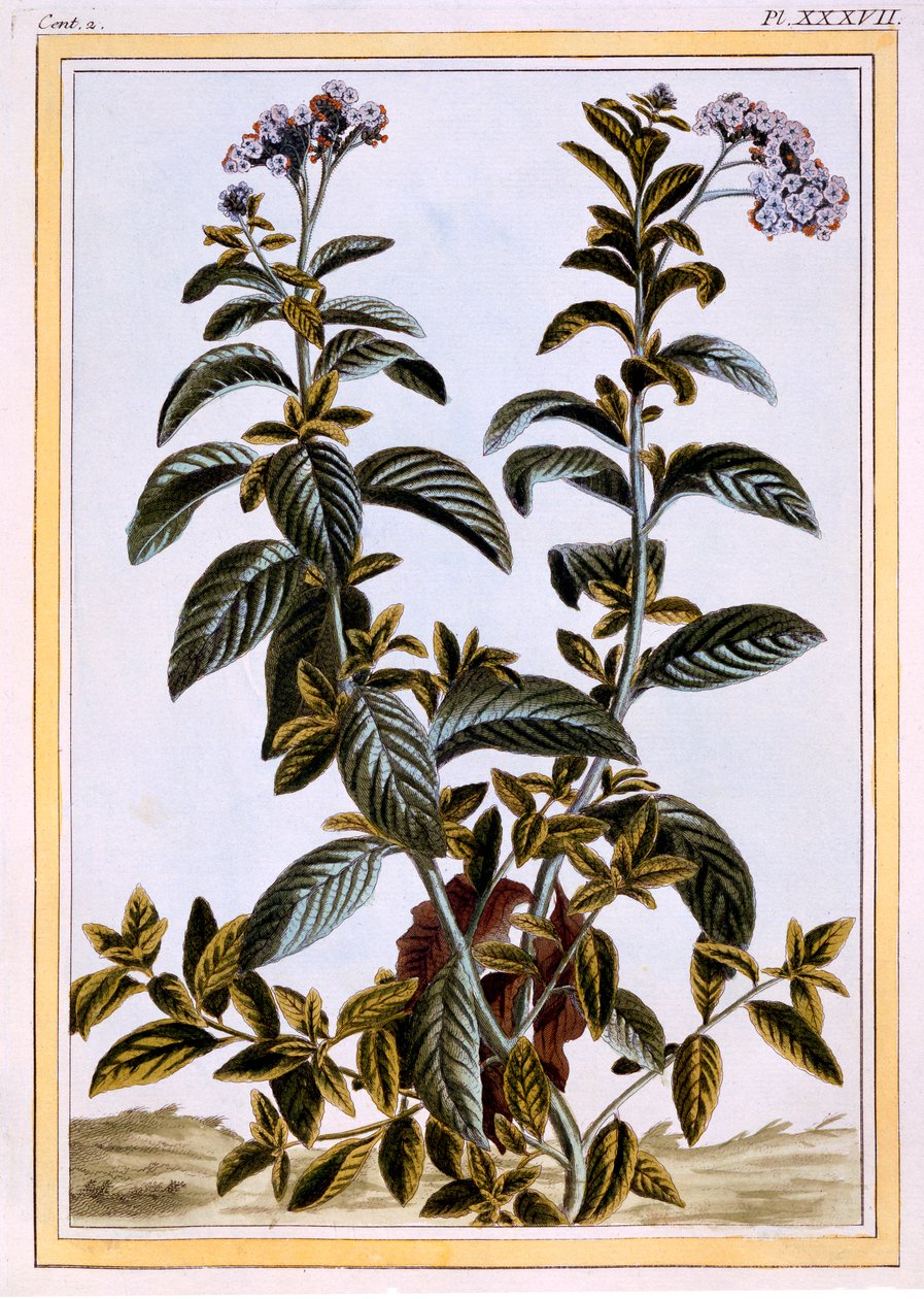 Heliotrop oder Kirschkuchen, veröffentlicht 1776 von Pierre Joseph Buchoz
