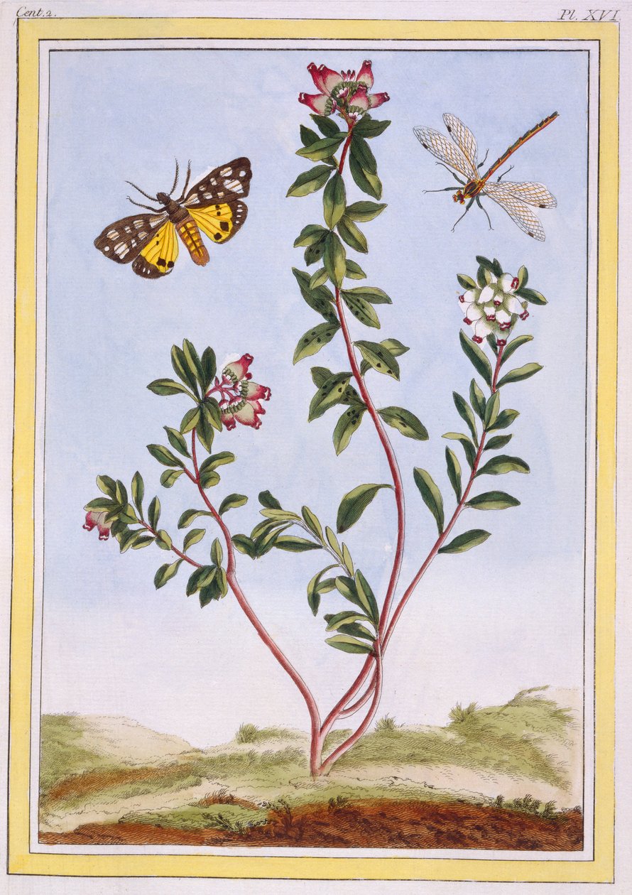 Le Petit arbousier des Aples von Pierre-Joseph Buchoz