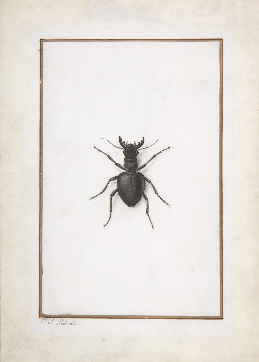 Ein Hirschkäfer von Pierre Joseph Redouté