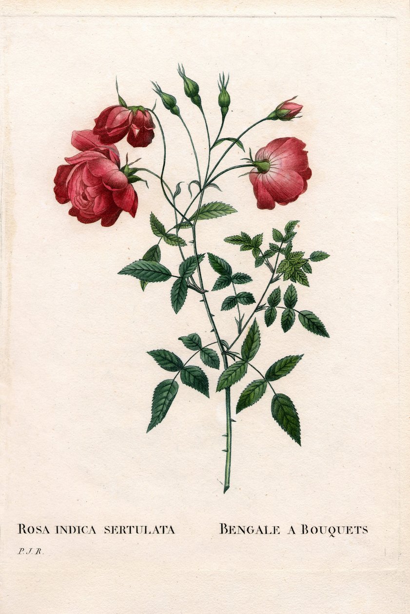 Bengalische Rosenbouquet, Rosa chinensis von Pierre Joseph Redouté
