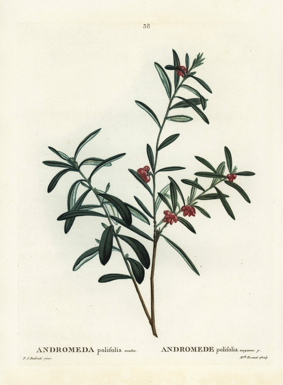 Sumpfrosmarin, Andromeda polifolia. Handkolorierte Punktstichgravur nach einer Illustration von Pierre-Joseph Redouté aus Henri Louis Duhamel du Monceau