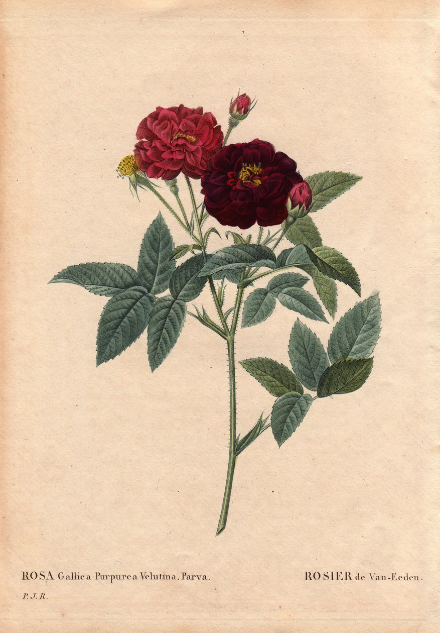 Botanische Tafel, Blume, Rosenvarietät: Van Eeden Rose (Rosa Gallica Purpurea Velutina Parva). Kultiviert in den Niederlanden von Van Eeden vor 1810. In „Les Roses“, Band 2 von Pierre Joseph Redouté (1759-1840) von Pierre Joseph Redouté