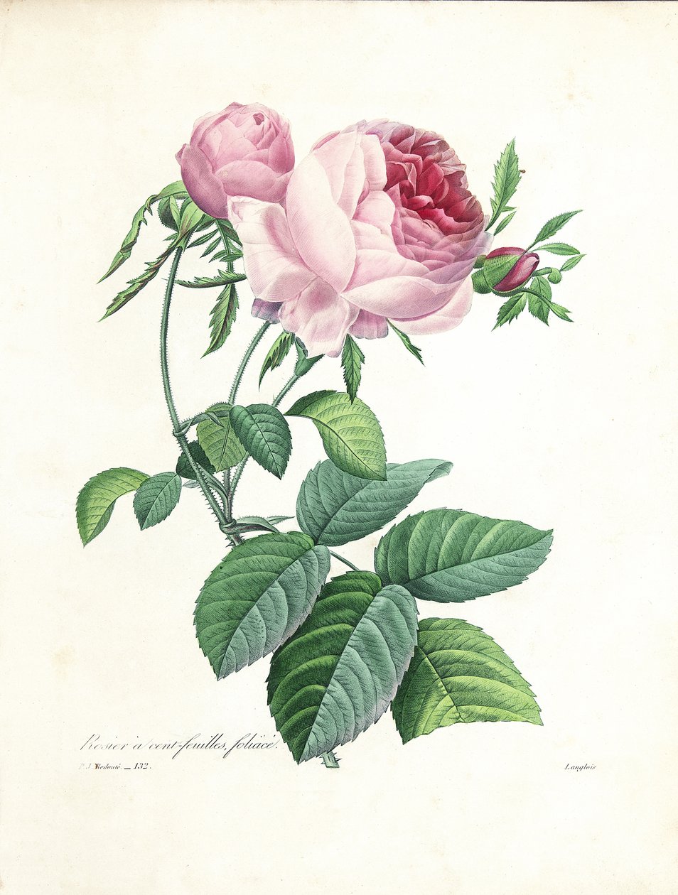 Hundertblättrige Rose, graviert von Langlois, aus 