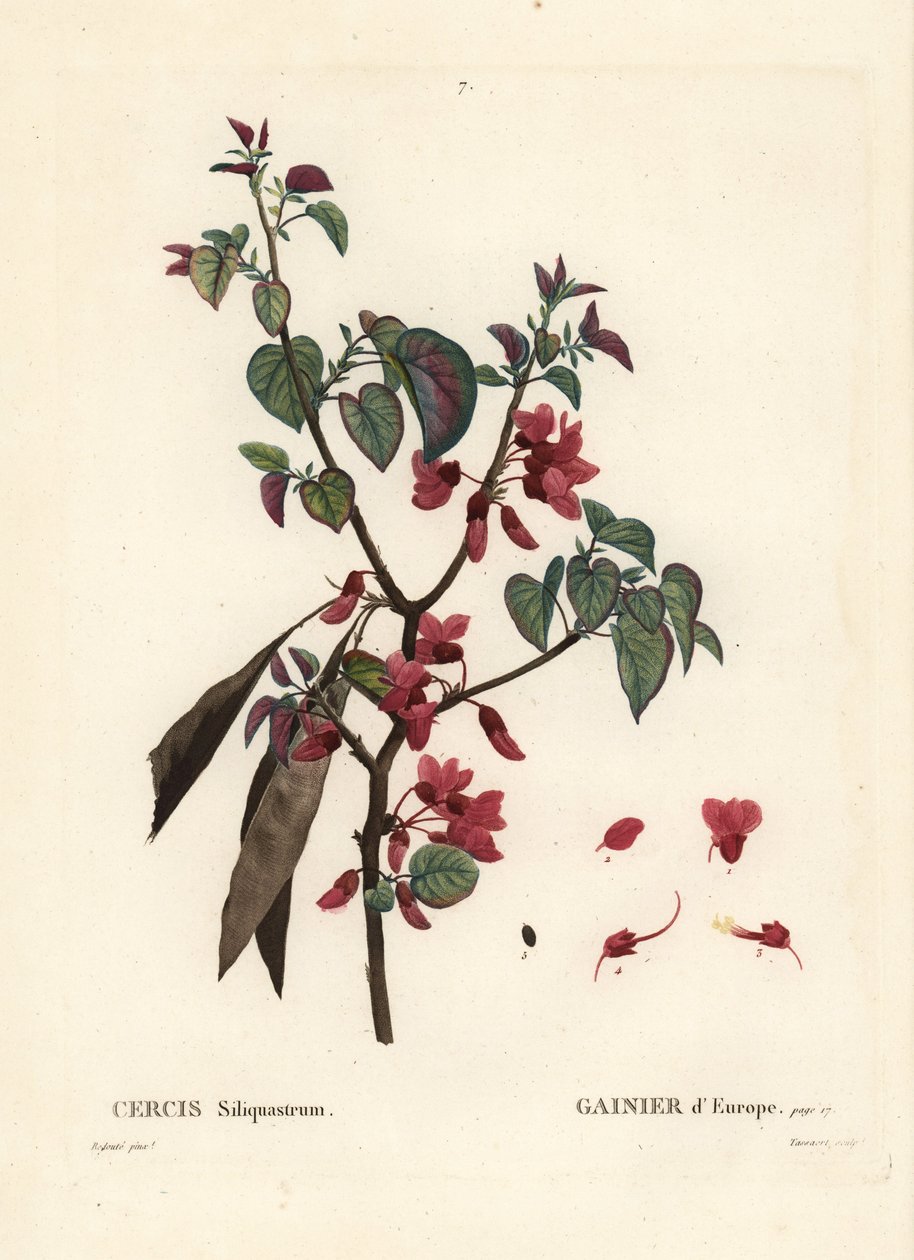 Judasbaum, Cercis siliquastrum. Handkolorierter Stich von Tassaert nach einer Illustration von Pierre-Joseph Redouté aus Henri Louis Duhamel du Moncels 