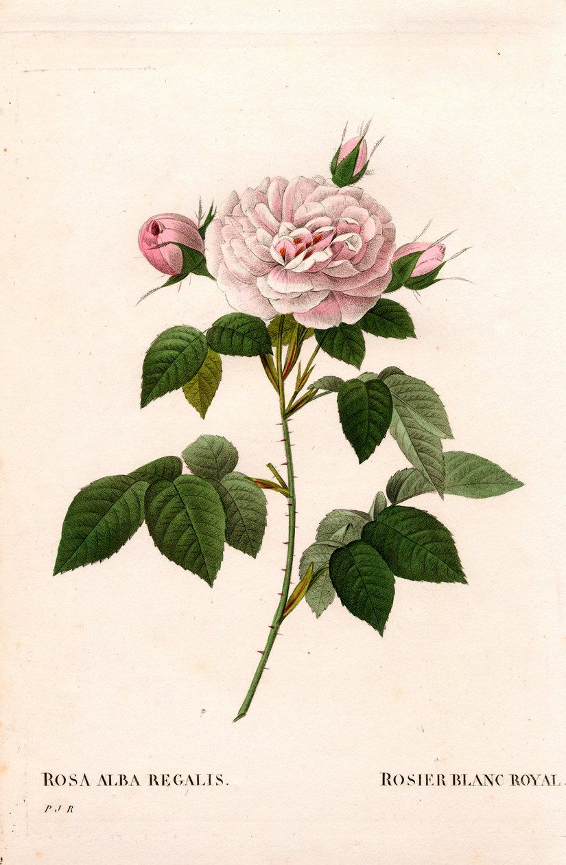 Mädchenrosa, königliche weiße Rose, Rosa alba var. incarnata. Handkolorierter Kupferstich aus Pierre Joseph Redoutés „Les Roses“, Paris von Pierre Joseph Redouté