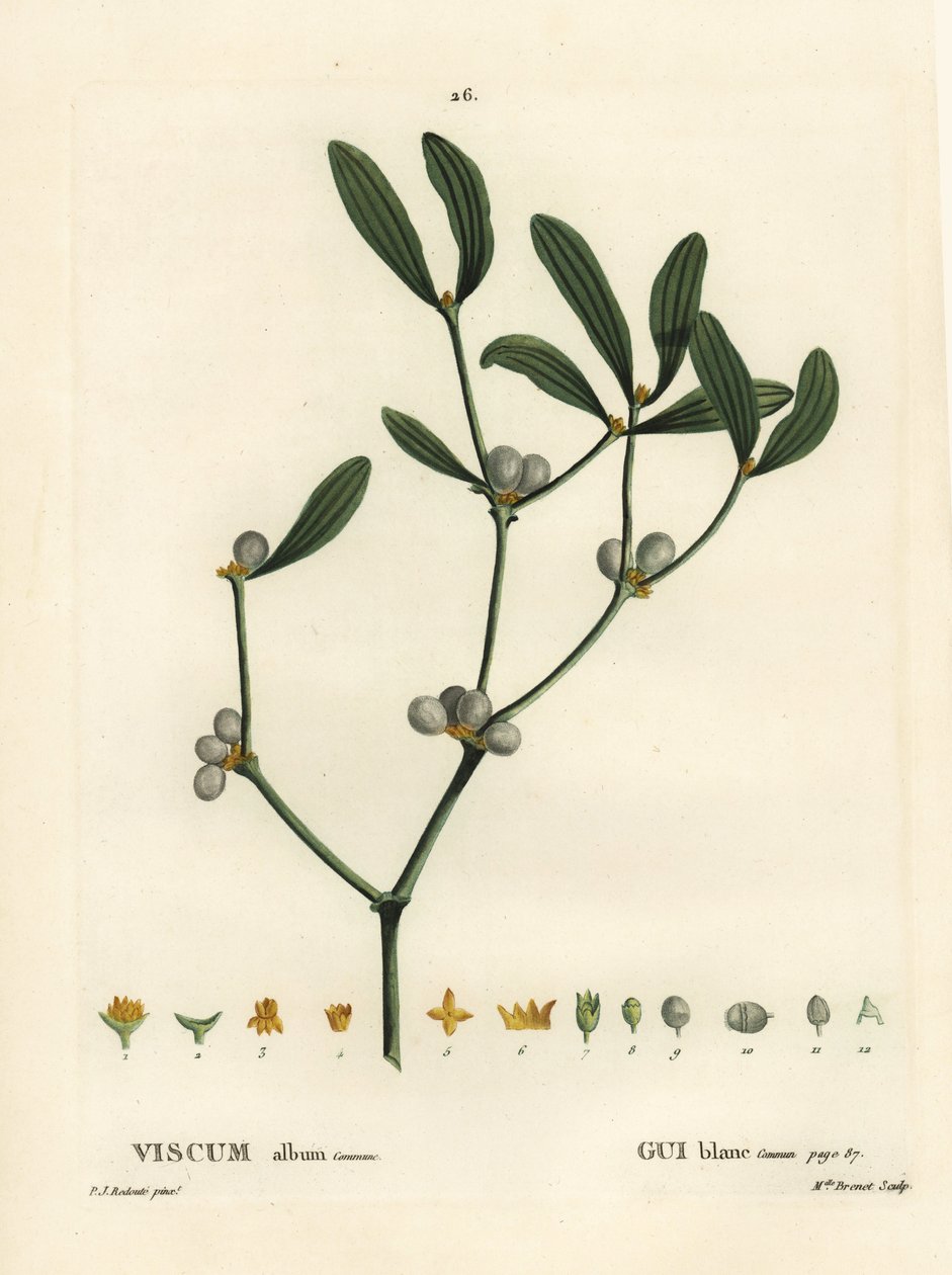 Mistel, Viscum album. Handkolorierte Punktstichgravur von Miss Brenet nach einer Illustration von Pierre-Joseph Redouté aus Henri Louis Duhamel du Moncels „Traité des Arbres et Arbustes“, Paris von Pierre Joseph Redouté