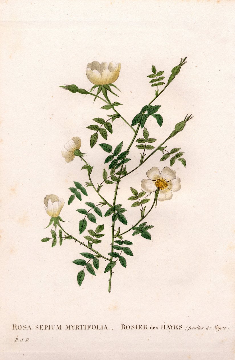 Myrtenblättrige Heckenrose, Rosa aggrestis Varietät, Rose des Hayes mit Myrtenblättern. Handkolorierte Punktkupferstich aus Pierre Joseph Redouté