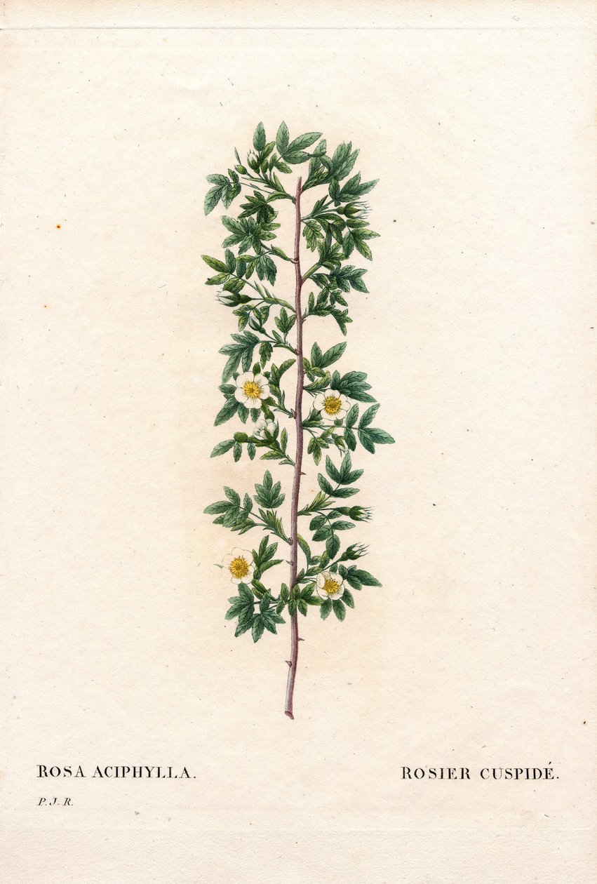 Rosa canina, Sorte Rosa aciphylla. Handkolorierter Kupferstich aus Pierre Joseph Redoutés „Les Roses“, Paris von Pierre Joseph Redouté