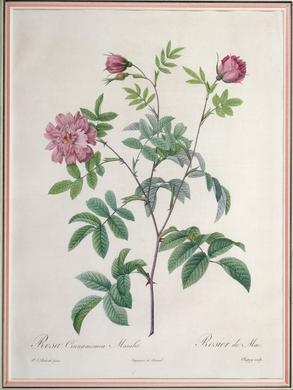 Rosa Cinnamomea Maialis, graviert von Chapuy, veröffentlicht von Remond von Pierre Joseph Redouté