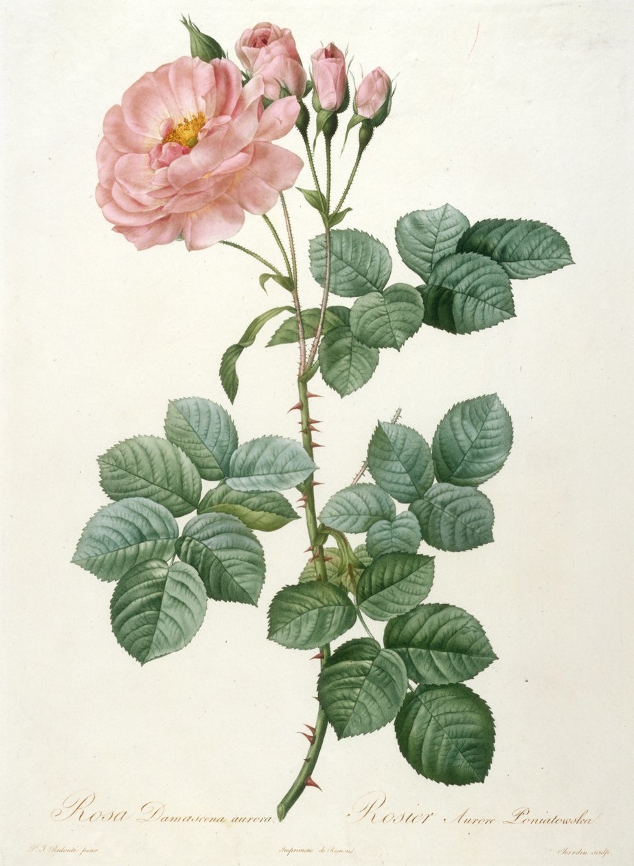 Rosa Damascena aurora, Rosier Aurore Poniatowska aus La Couronne de roses, 1817-1824 von Pierre Joseph Redouté