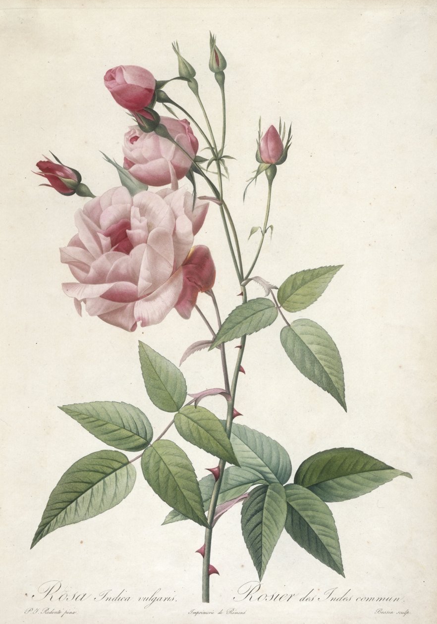 Rosa Indica vulgaris, Rosier des Indes commun, aus Les Roses, 1817-24 von Pierre Joseph Redouté