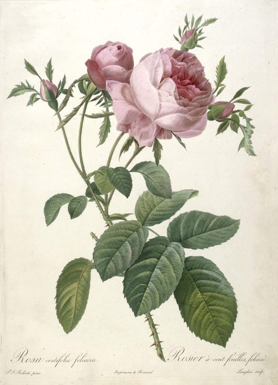 Rosa centifolia foliacea, Rosier a cent feuilles, foliace, aus Les Roses, 1817-24 von Pierre Joseph Redouté