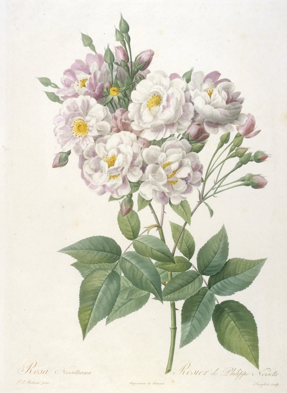 Rosa noisettiana, Rosier de Philippe de Noisette, aus La Couronne des Roses, 1817-24 von Pierre Joseph Redouté