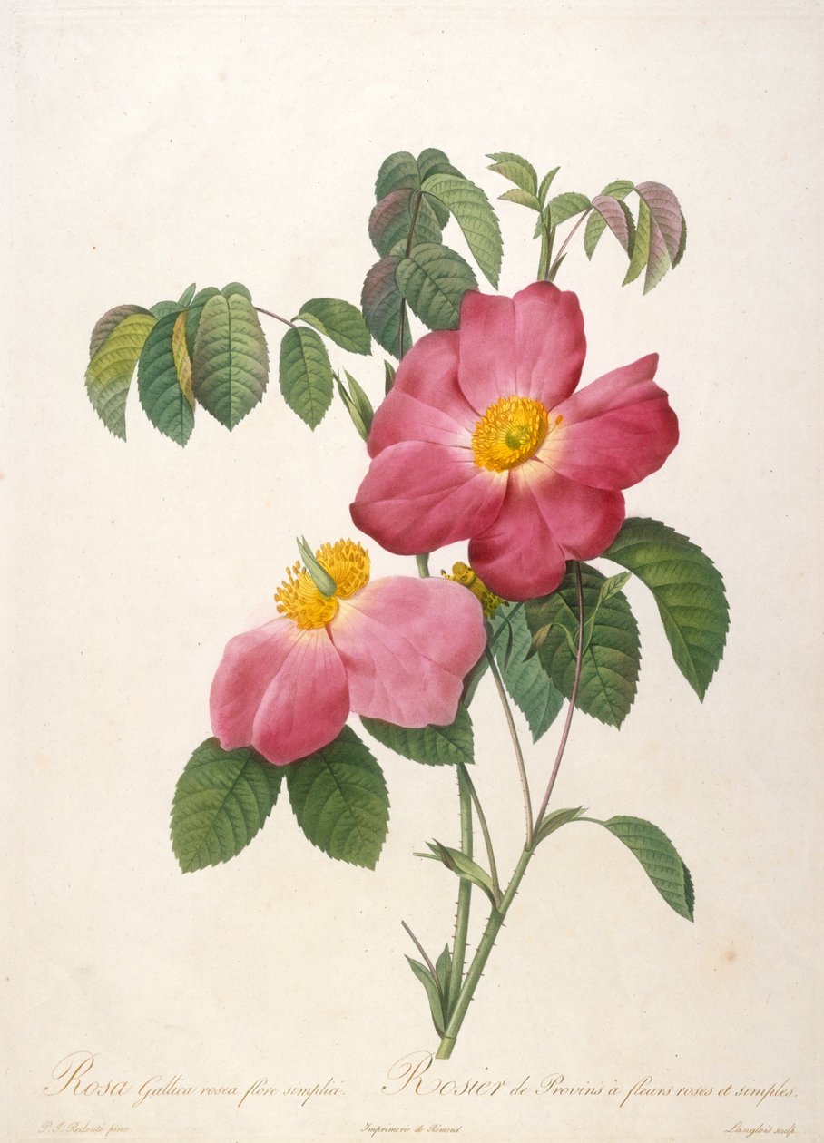 Rosier de Provinsi aus La Couronne de roses, 1817-1824 von Pierre Joseph Redouté