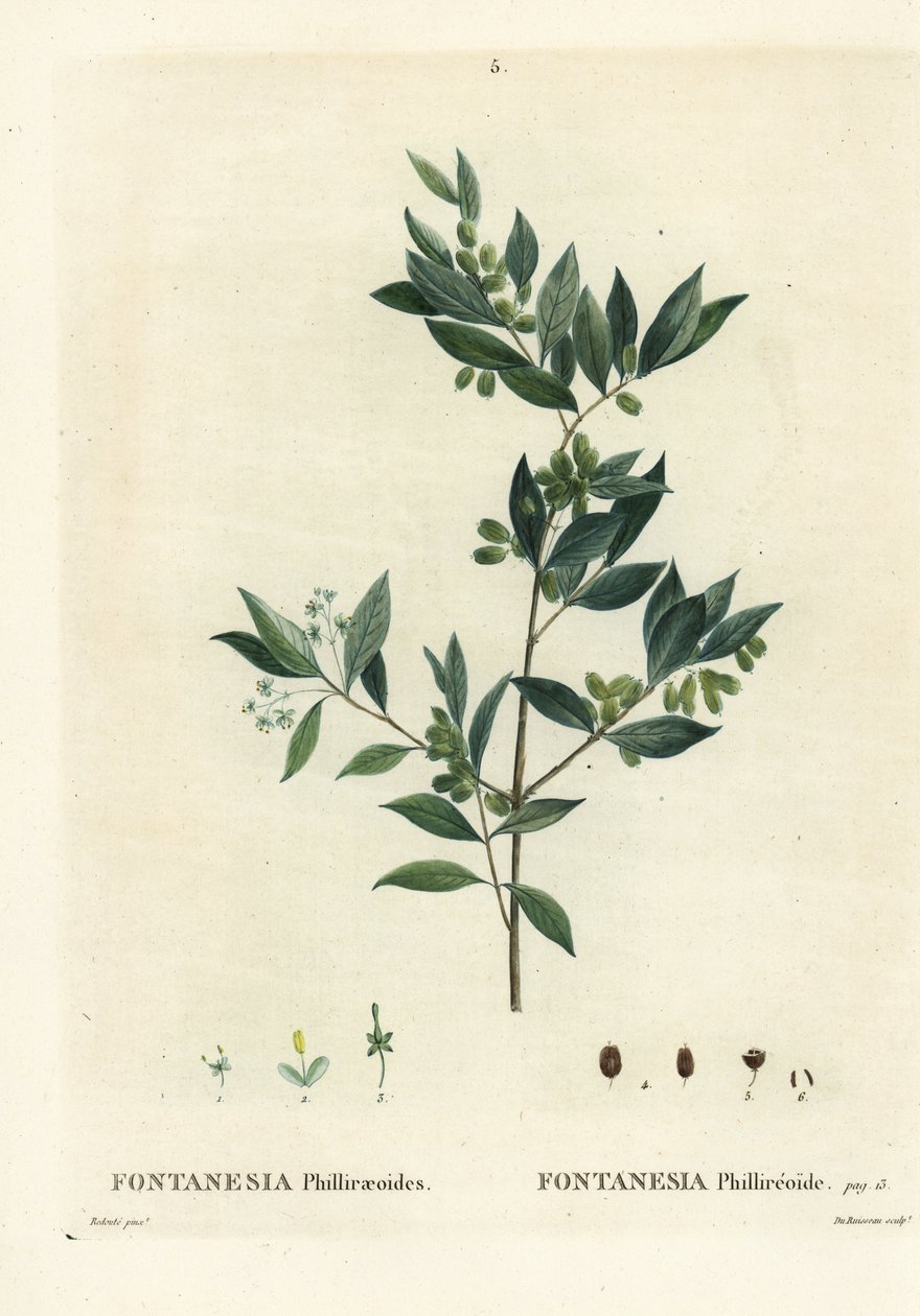 Syrischer Liguster, Fontanesia phillyreoides. Handkolorierte Punktstichgravur von Du Ruisseau nach einer Illustration von Pierre-Joseph Redoute aus Henri Louis Duhamel du Moncels 