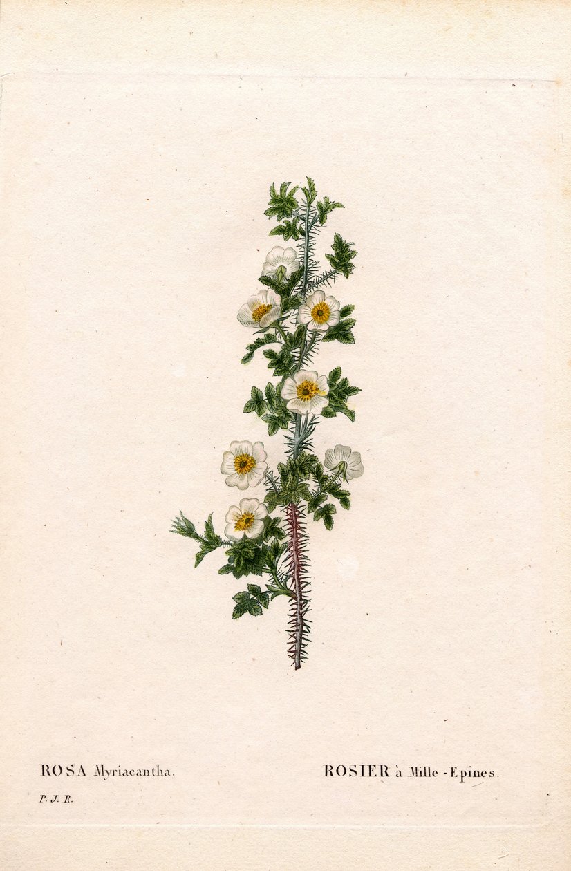 Tausendstachelige Rose, Rose myriacantha, Rose mit tausend Stacheln ...