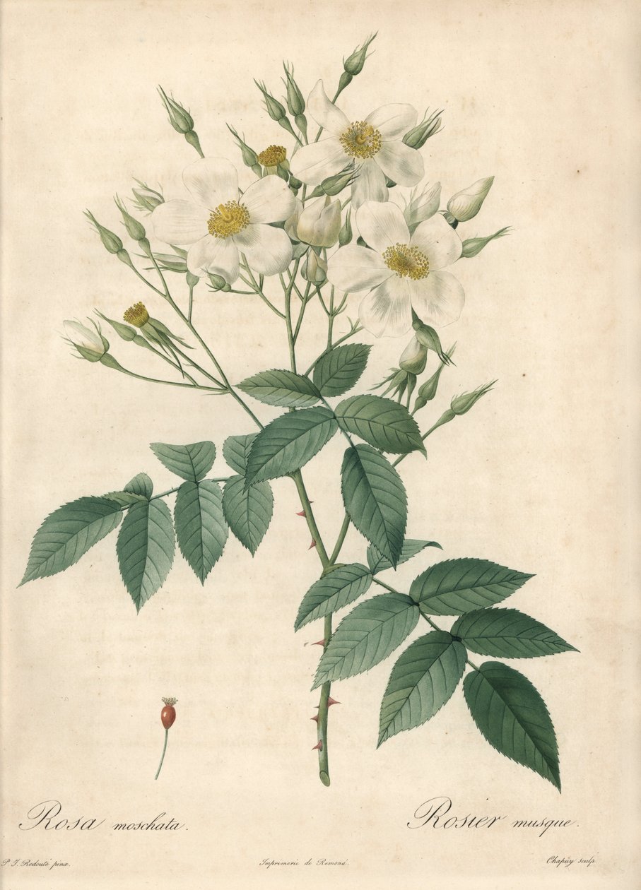 Weiße Blumen Moschusrose - Eau forte von Chapuy, basierend auf einer Illustration von Pierre Joseph Redoute, aus Les Roses von Pierre Joseph Redouté