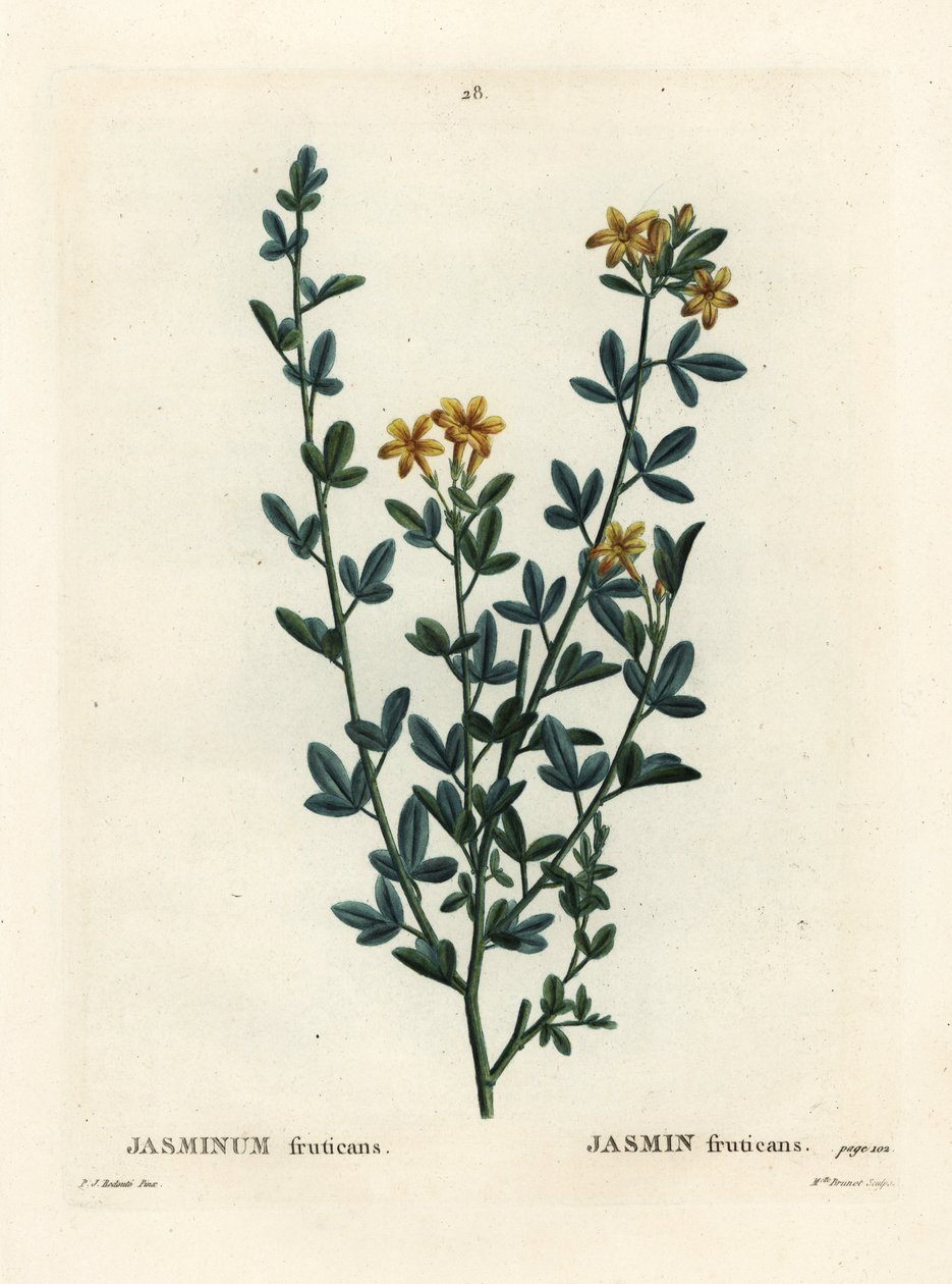 Wilder oder gelber Jasmin, Jasminum fruticans. Handkolorierter Stich von Miss Brenet nach einer Illustration von Pierre-Joseph Redouté aus Henri Louis Duhamel du Monceau
